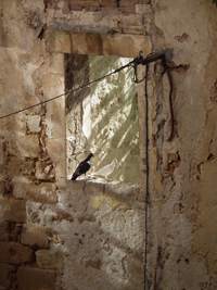 chania pigeons